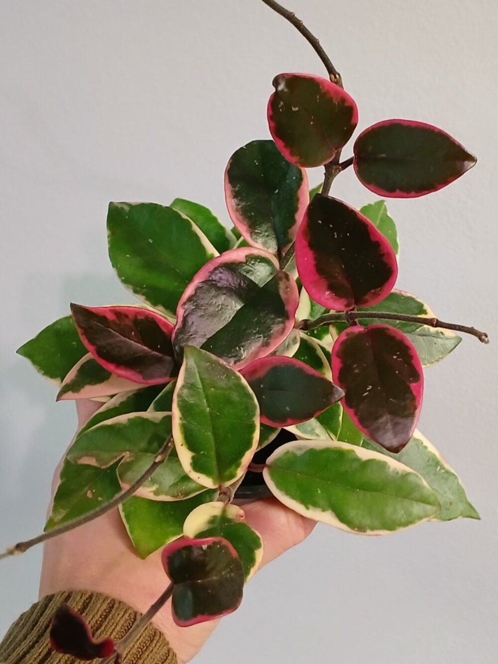 Hoya Flamingo